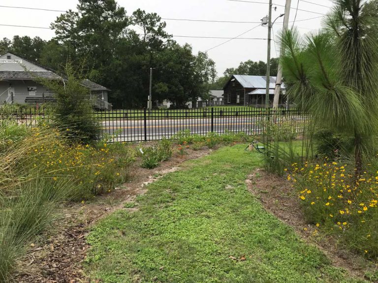 Path lined with wildflowers and plants