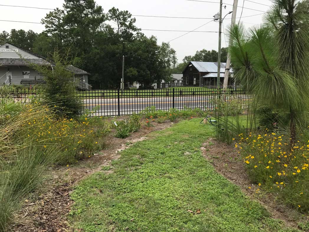Path lined with wildflowers and plants
