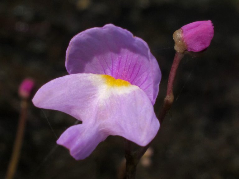 Eastern purple bladderwort