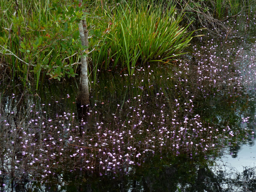 patch of blooming Eastern purple bladderworts in standing water
