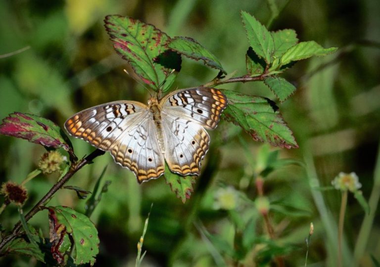 White peacock