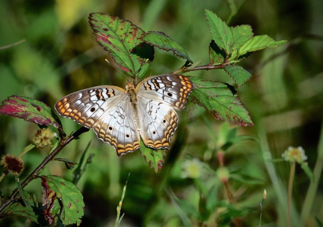 White peacock - Florida Wildflower Foundation