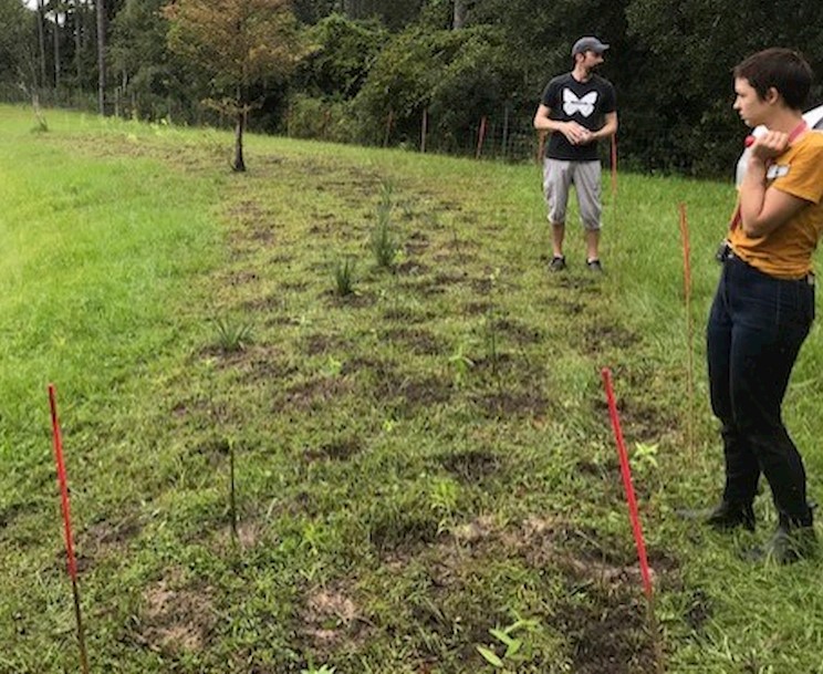 Milkweed plants for Monarchs installed at retention basin