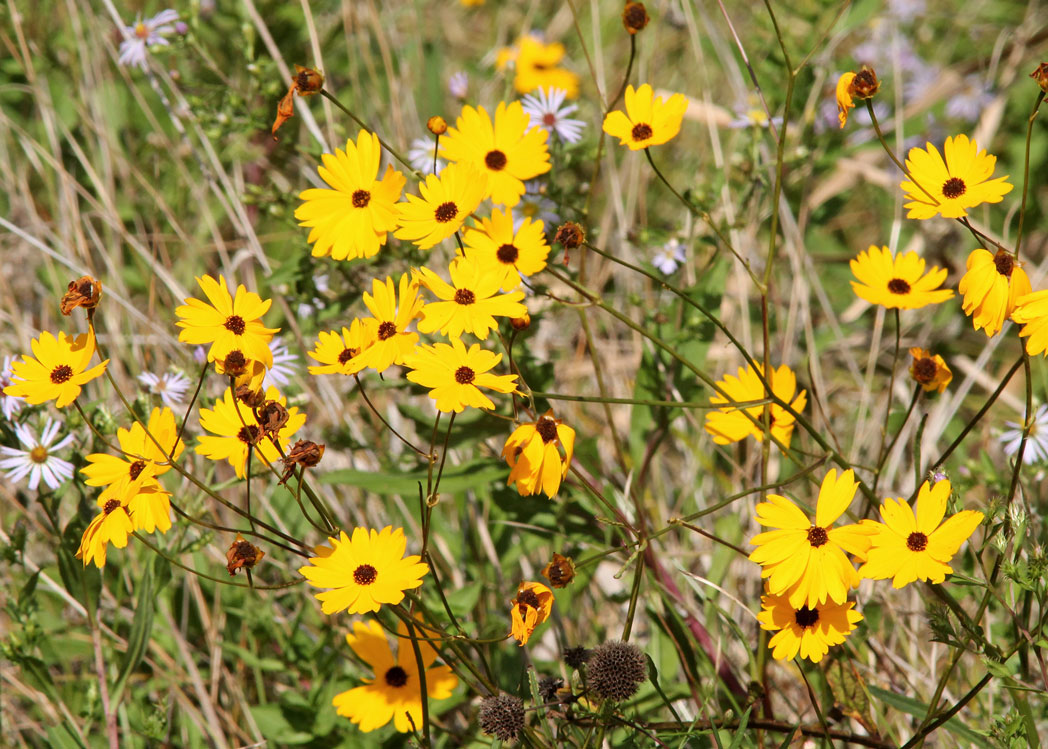 Many yellow Florida tickseed blooms
