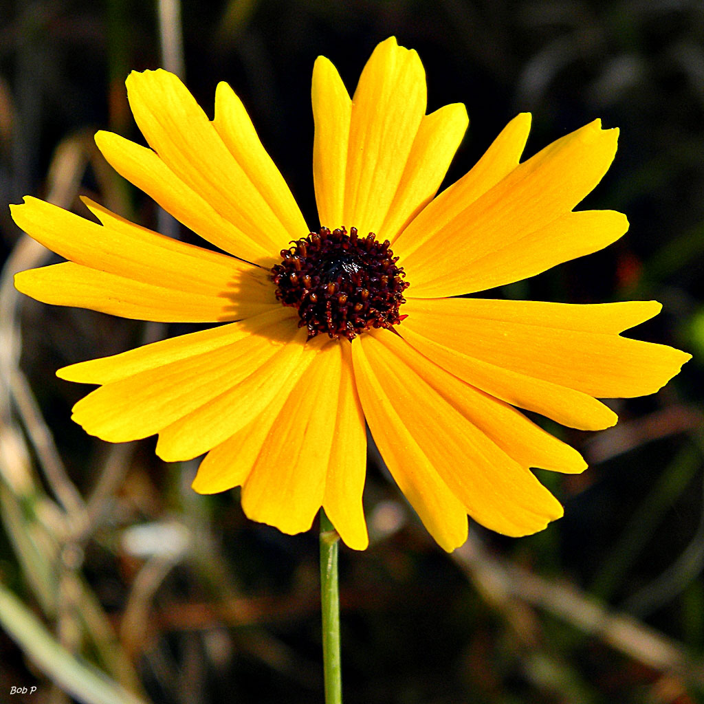 Florida tickseed bloom