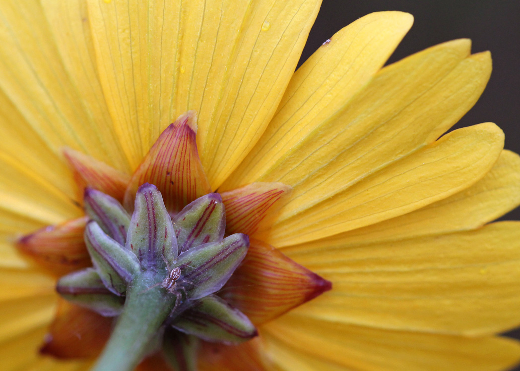 close-up of Florida tickseed flower bracts