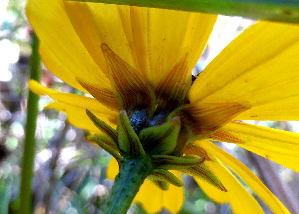 close-up of Coastalplain tickseed flower bracts