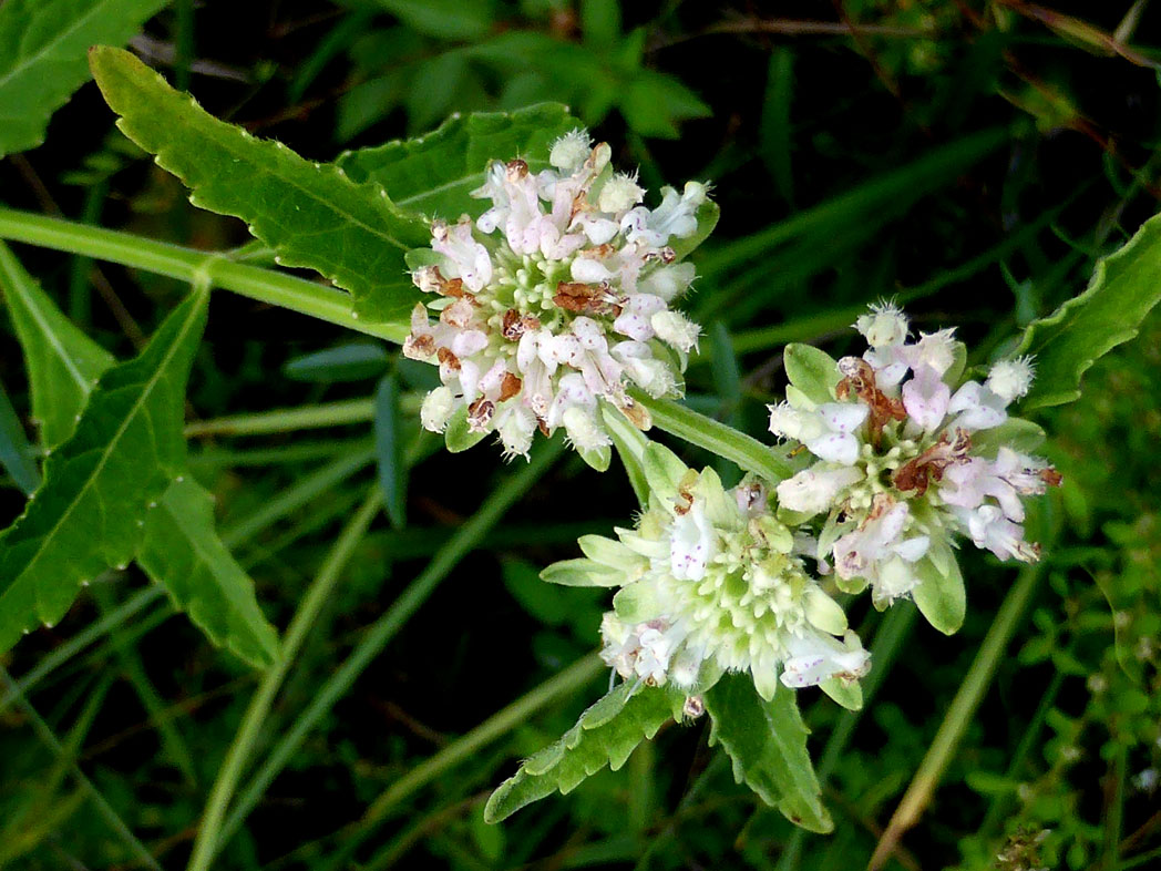 Clustered bushmint flowers and serrated leaves