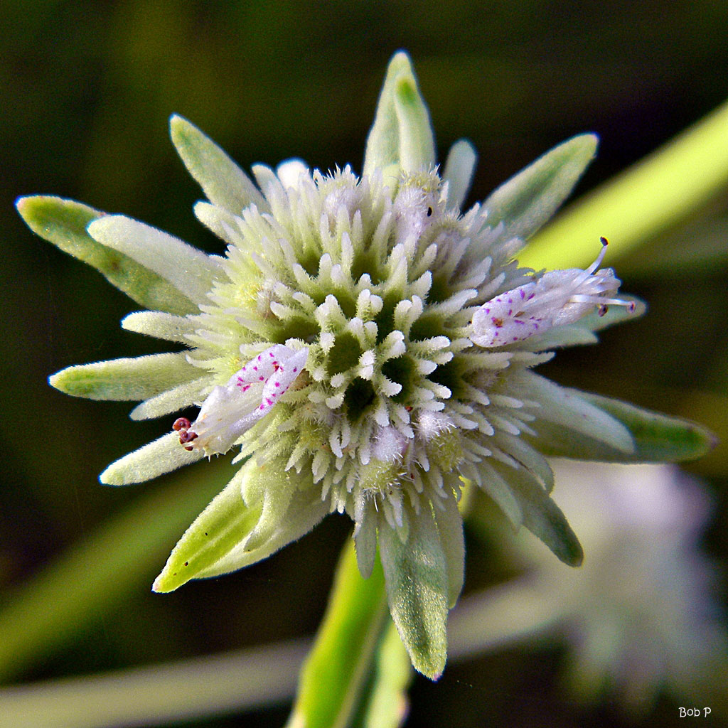 Clustered bushmint flowerhead