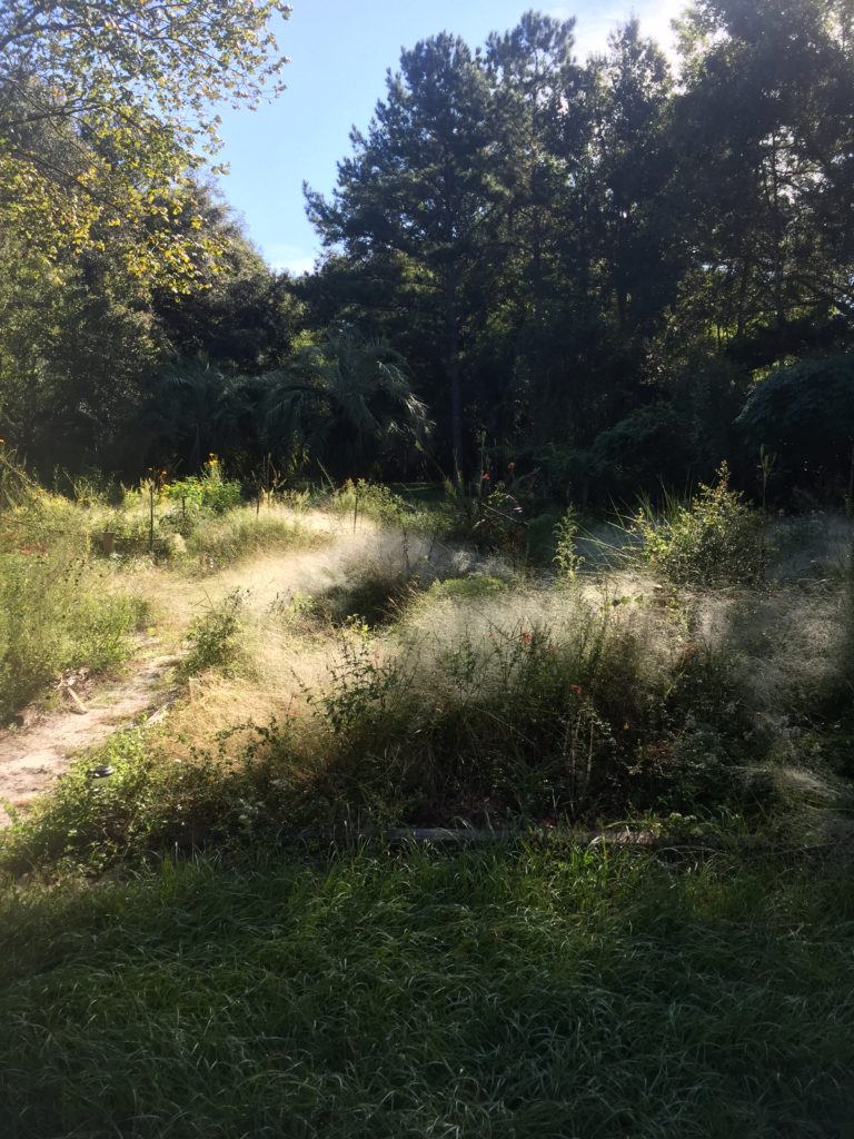 My spooky wildflower garden