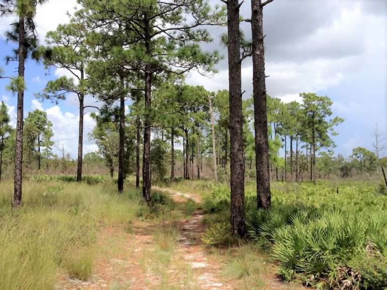 Tiger Creek