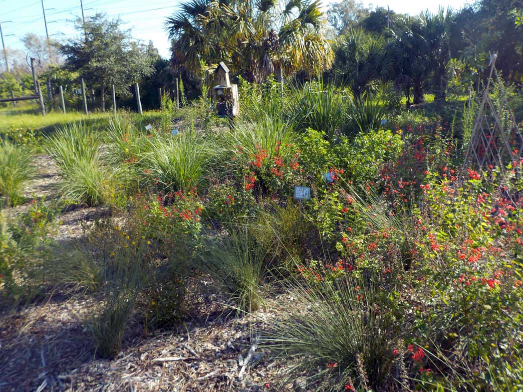 Garden with blooming tropical sage