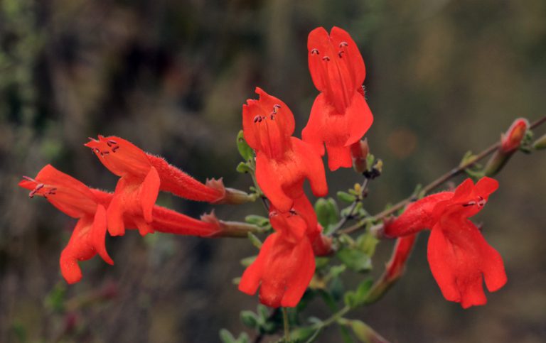 Scarlet calamint red flowers