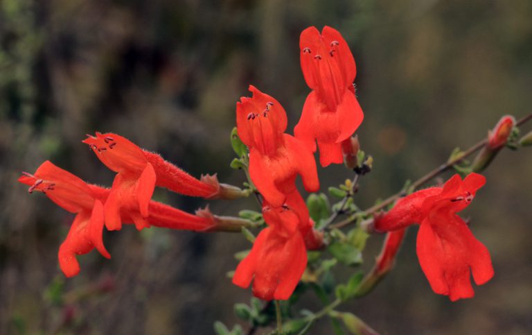 Scarlet calamint