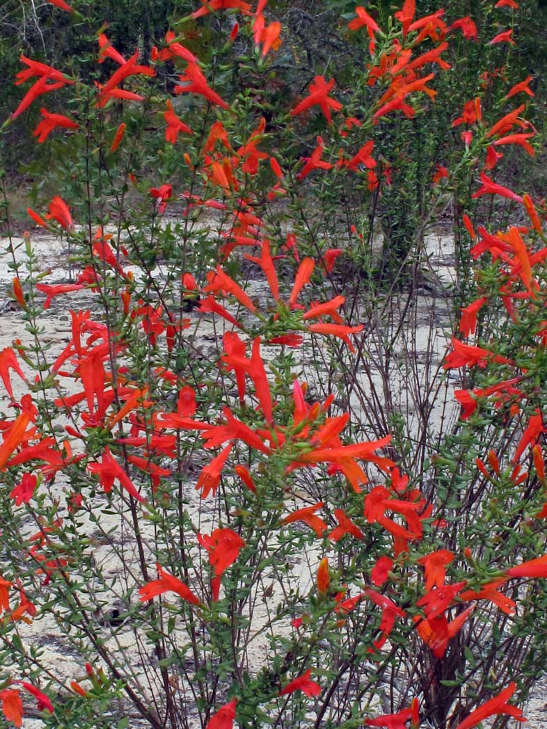 Scarlet calamint red flowers and small leaves