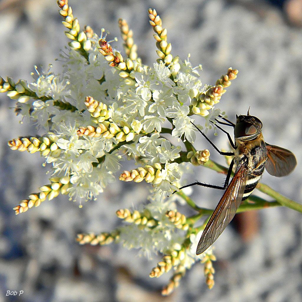 bee fly on white flowers