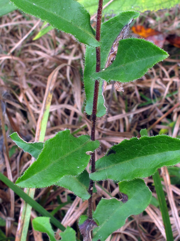 Green clasping leaves covered in tiny hairs