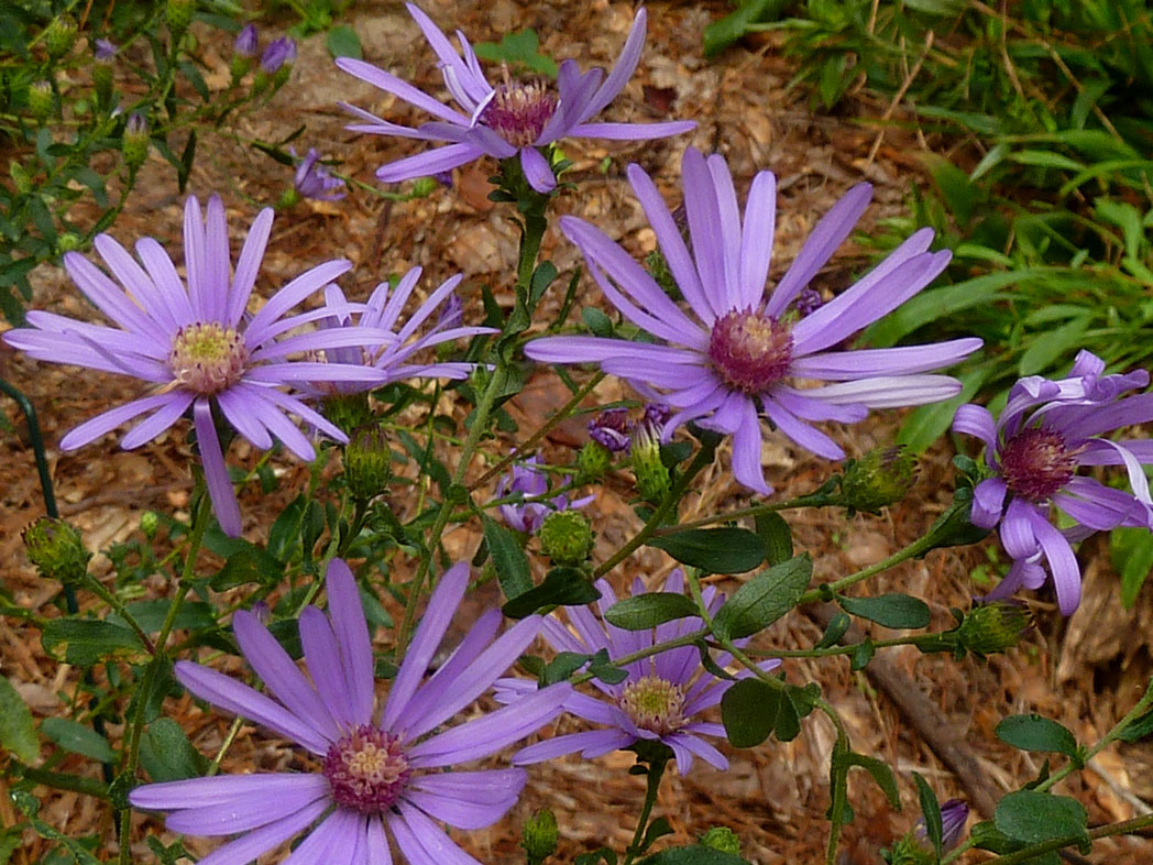 Georgia aster purple flowers