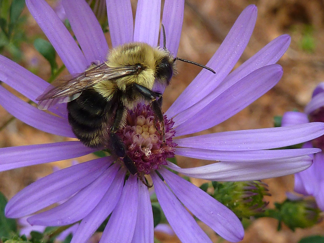 Bee on purple aster flower