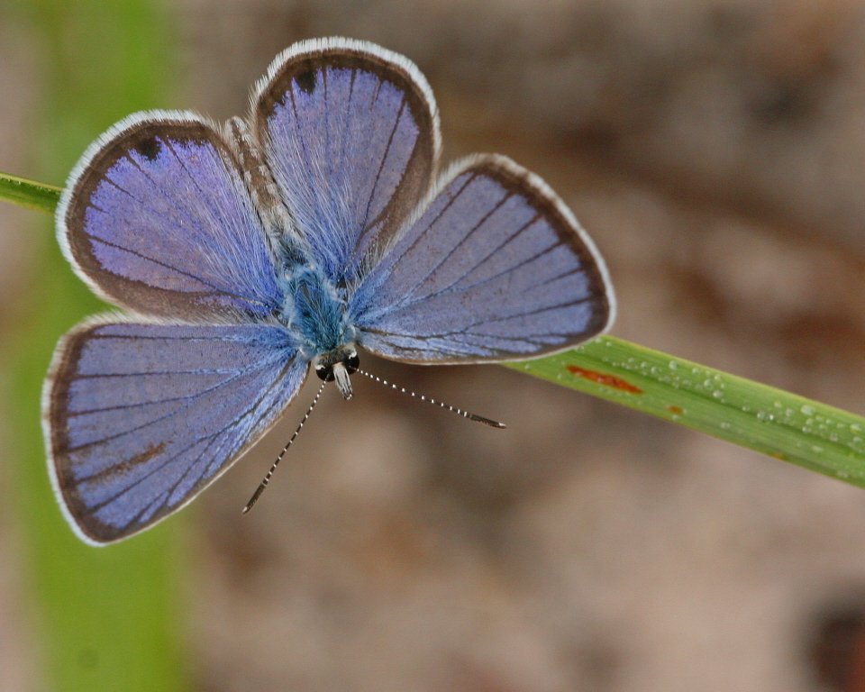 CeraunusBlueButterfly (Hemiargus ceraunus) by Mary Keim