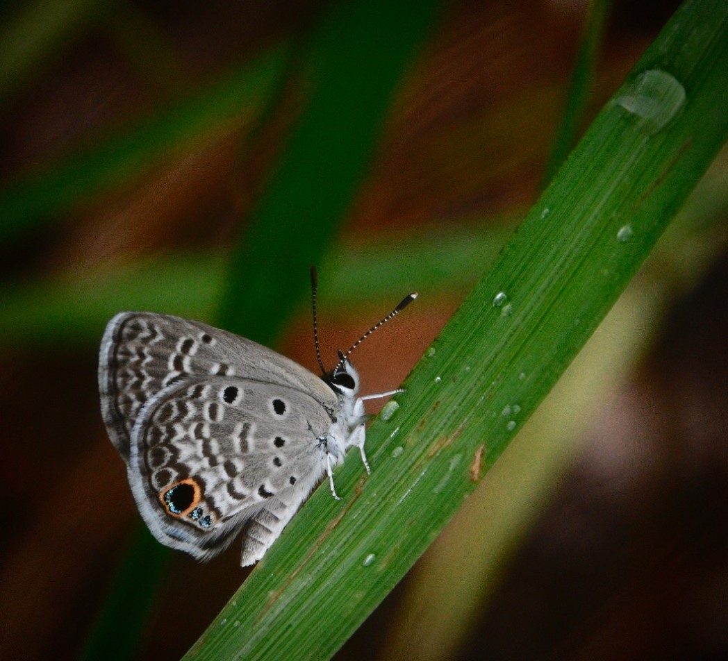 Ceraunus Blue Butterfly (Hemiargus ceraunus) by Steve VanMeter