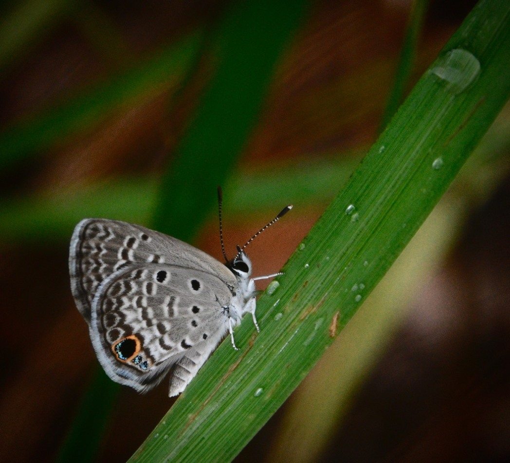 Ceraunus Blue Butterfly (Hemiargus ceraunus) by Steve VanMeter