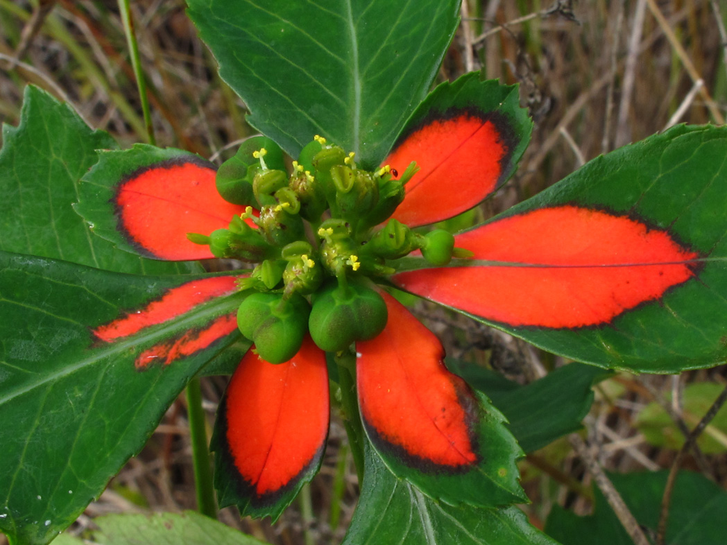 paintedleaf flower with bright red bracts