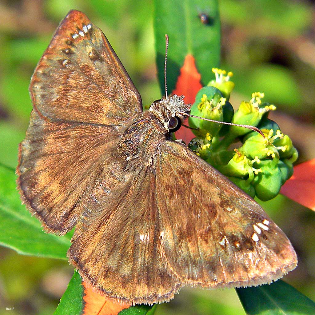 skipper butterfly on paintedleaf plant