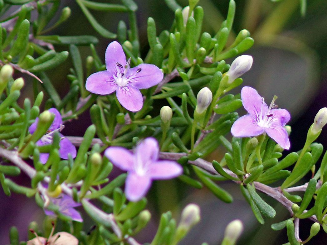 Christmasberry's lavender flowers