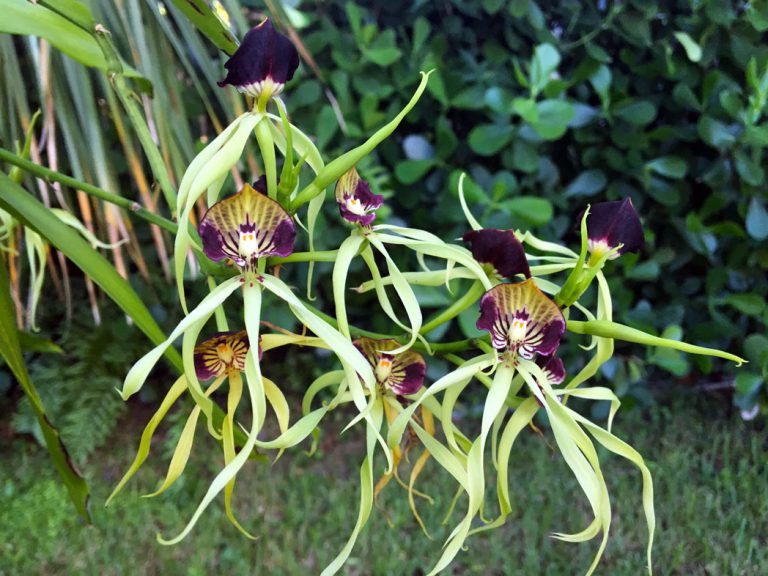 Clamshell orchid