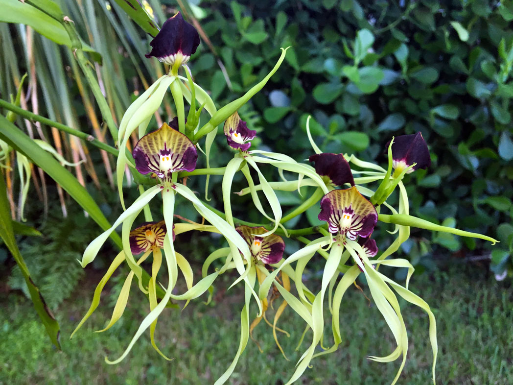 Clamshell orchid flowers