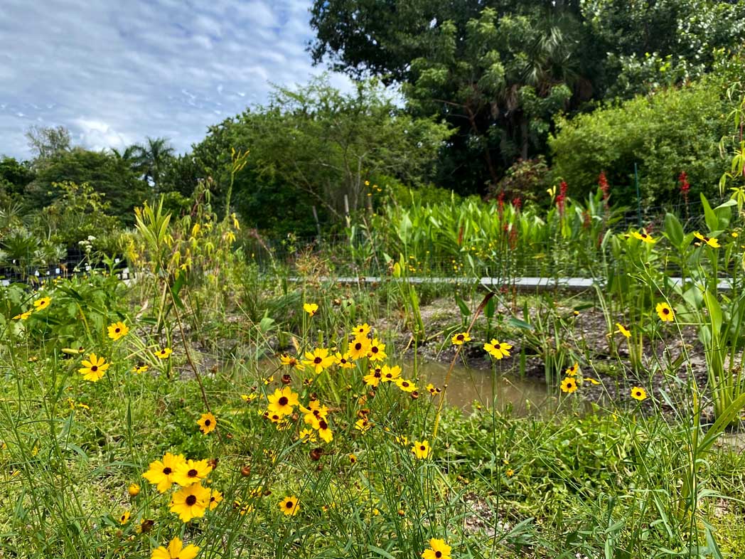 Viva Florida native plant garden at Sanibel-Captiva Conservation Foundation