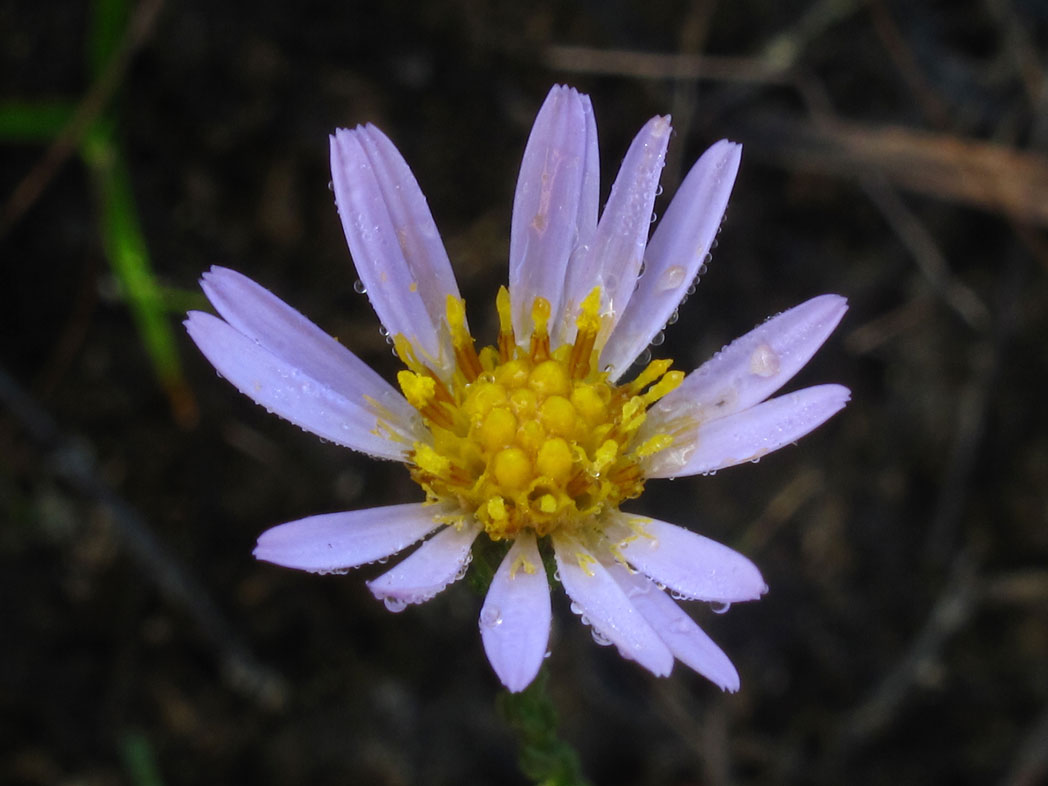 Scaleleaf aster's lavender-colored ray florets and yellow disk florets