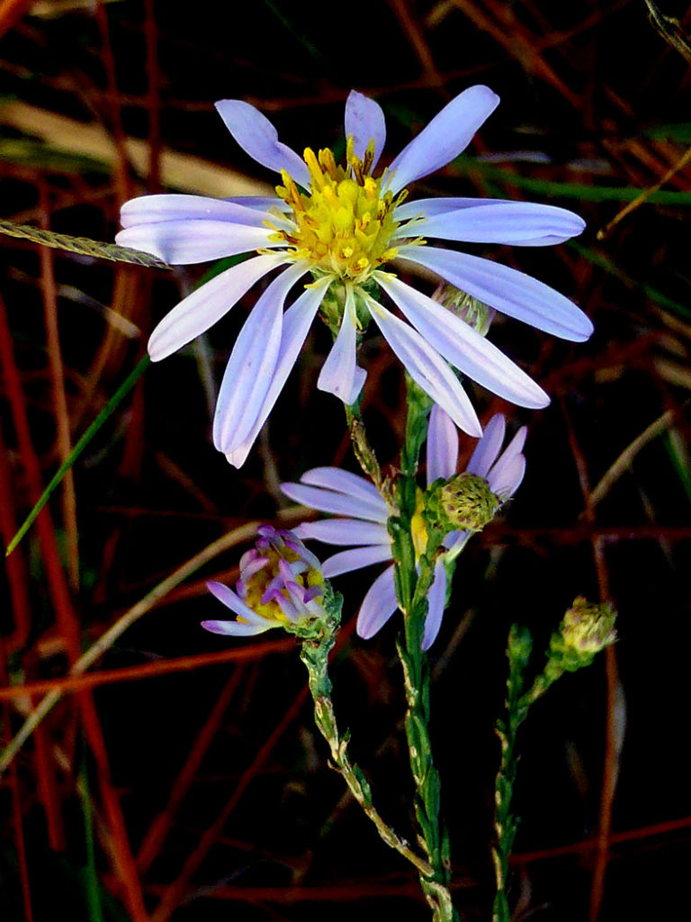 close-up showing lavender daisy-like flowers and appressed leaves