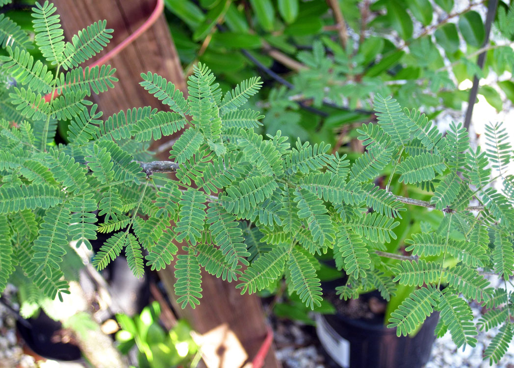 Sweet acacia's fernlike leaves