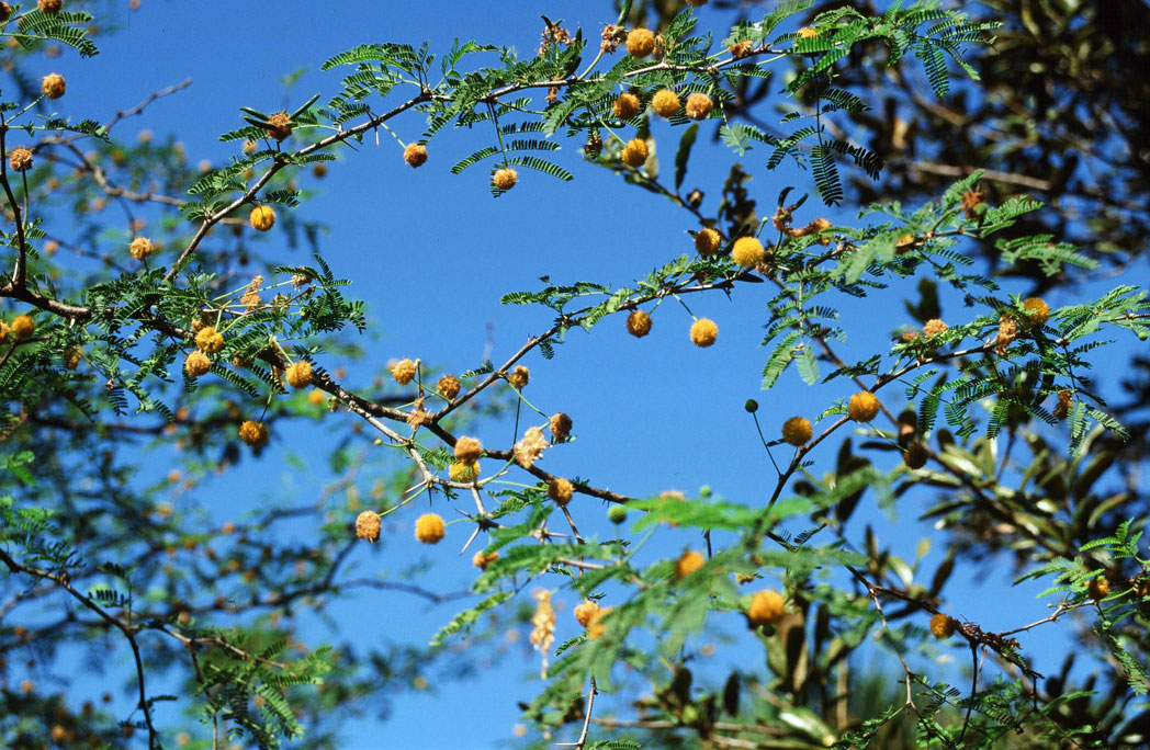 Sweet acacia's many blooms and fernlike leaves