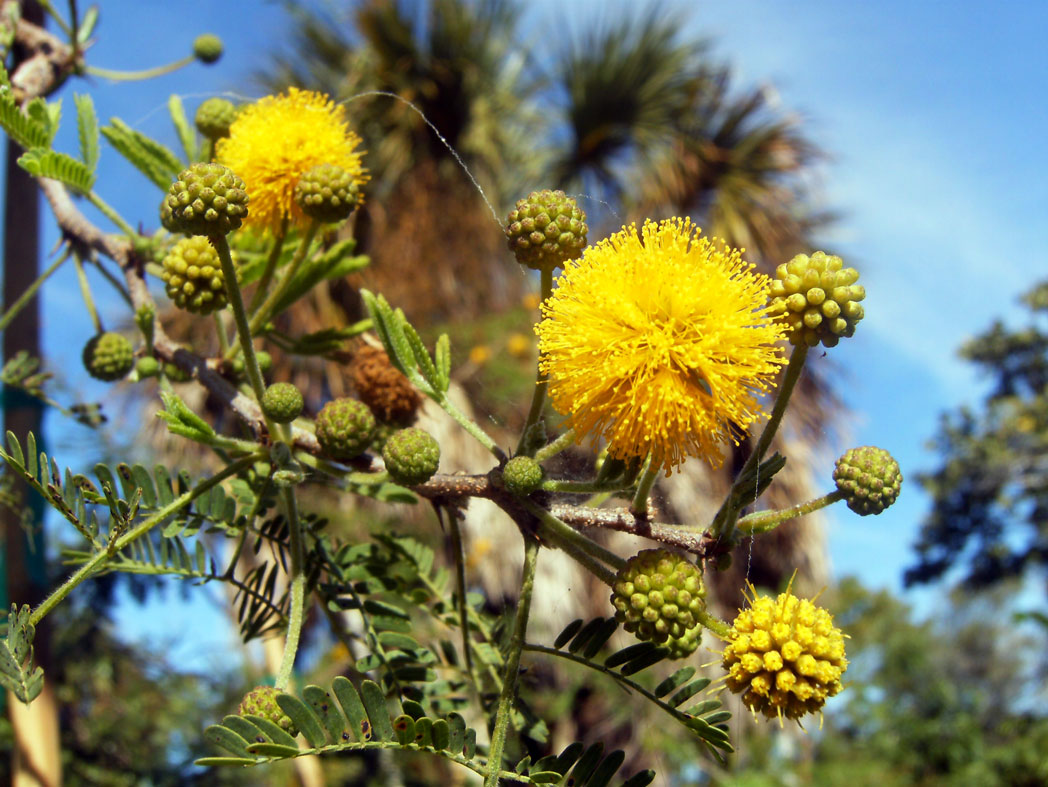 Sweet acacia's bright yellow puffball blooms