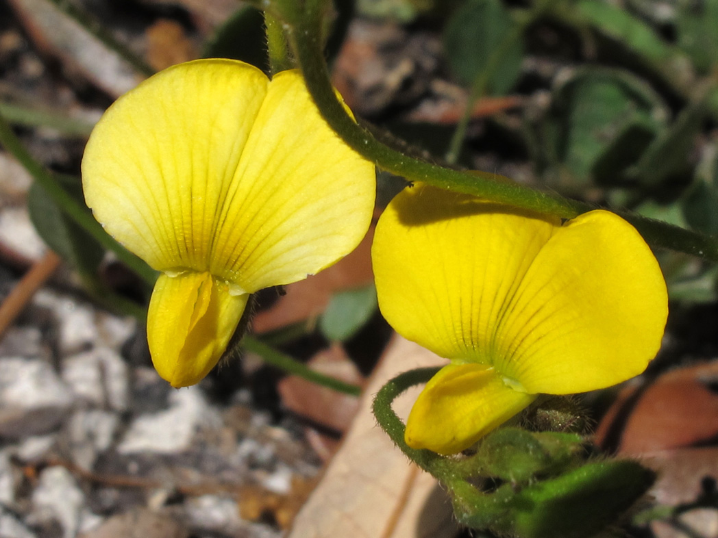 Yellow rabbitbells flower