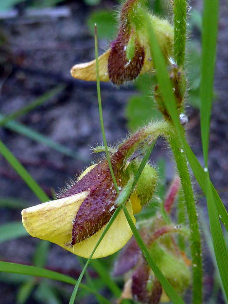 Rabbitbells flower with reddish calyx