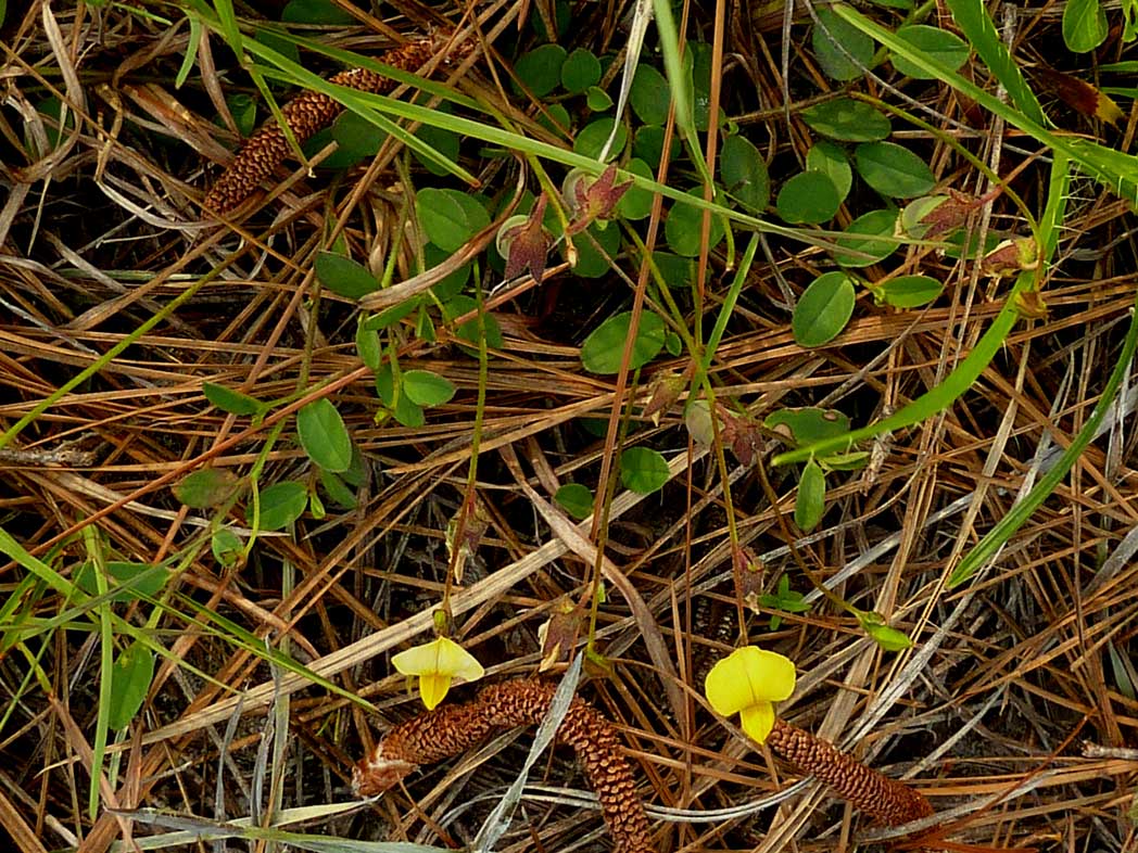 Rabbitbells leaves and flowers