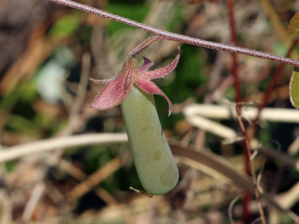 Rabbitbells' balloon-like seed pod