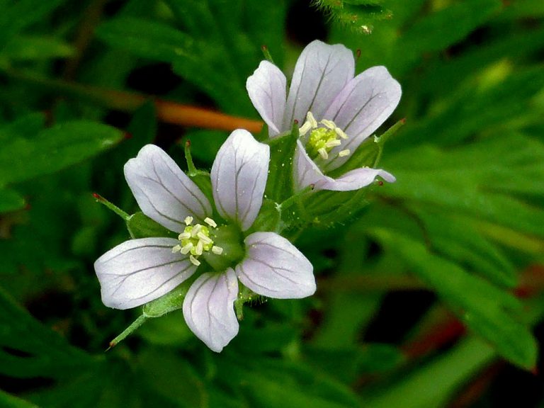 Carolina cranesbill