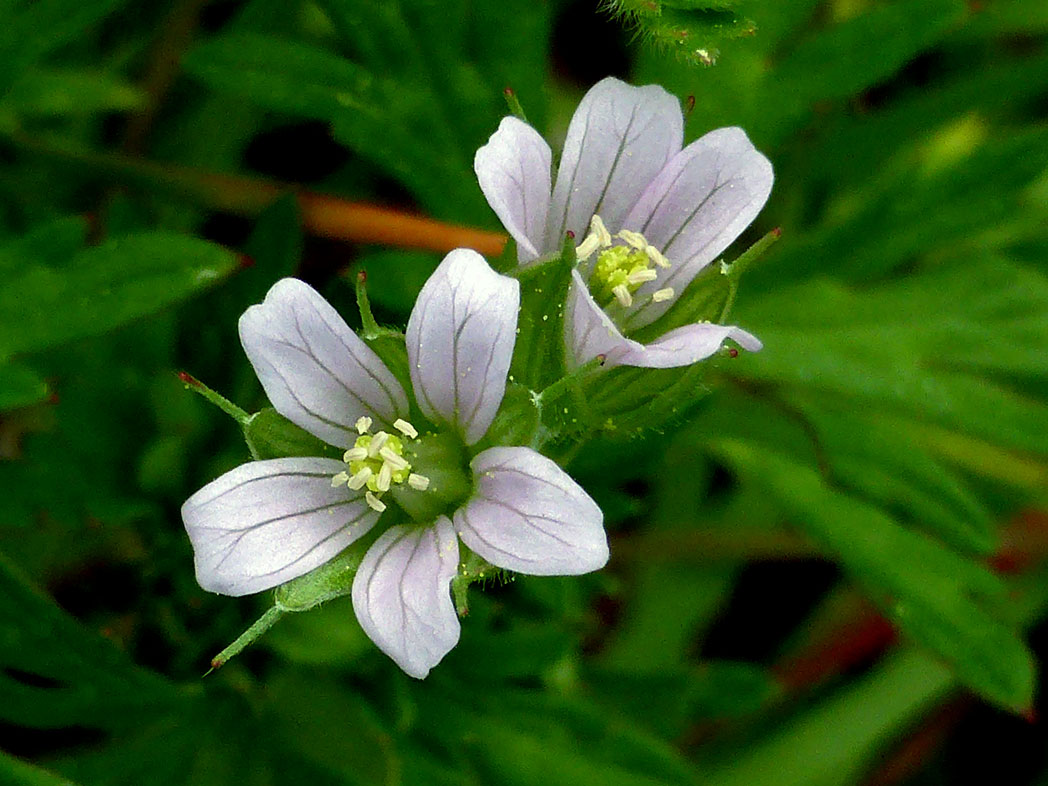 Carolina cranesbill flowers