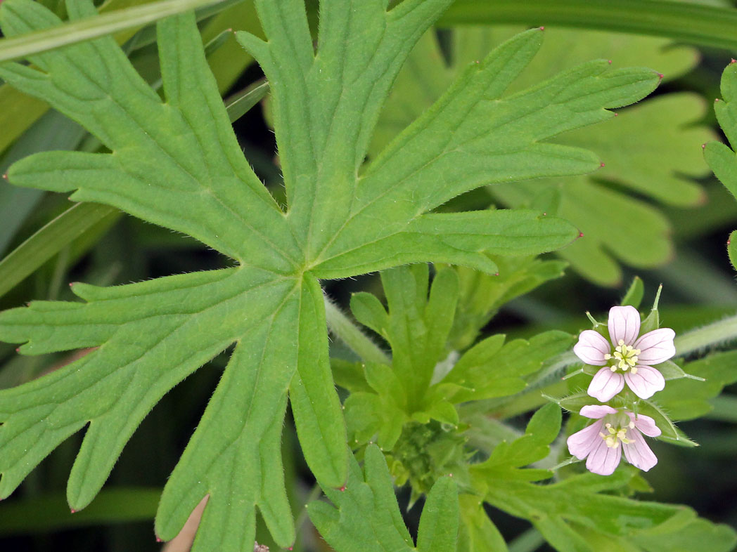 Carolin cranesbill flowers and deeply palmate leaves
