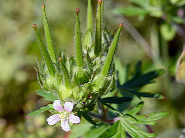 Carolina cranesbill flower and beak-like seed pods