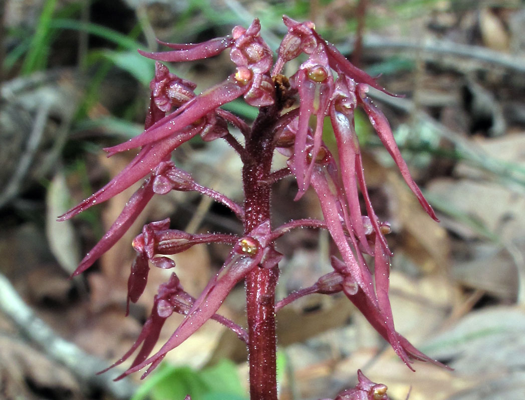 Southern twayblade's maroon flowers with forked lower lips