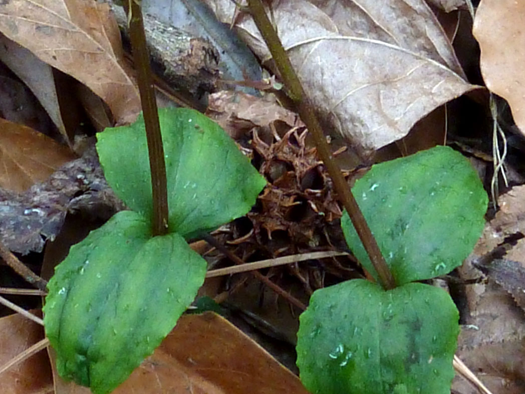 Southern twayblade's single pair of opposite stem leaves
