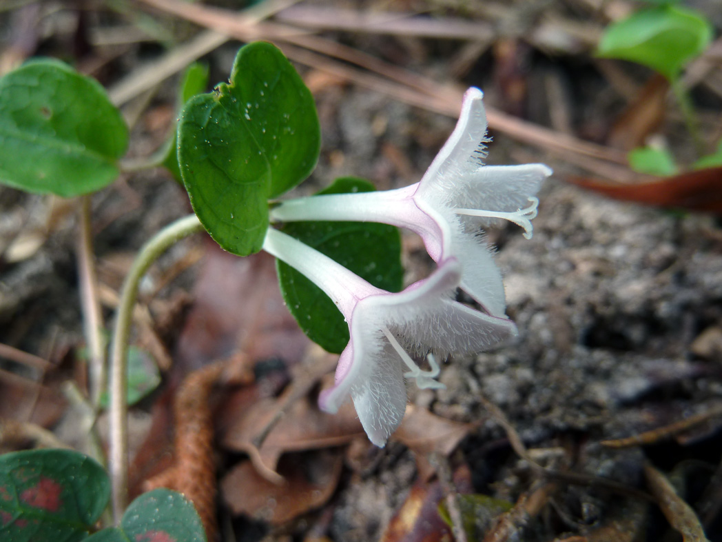 Two tubular white Partridgeberry flowers