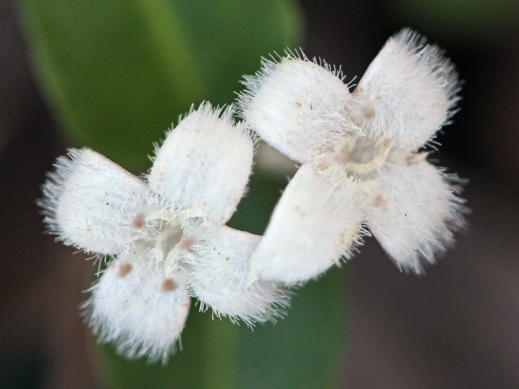 Two fuzzy white Partridgeberry flowers