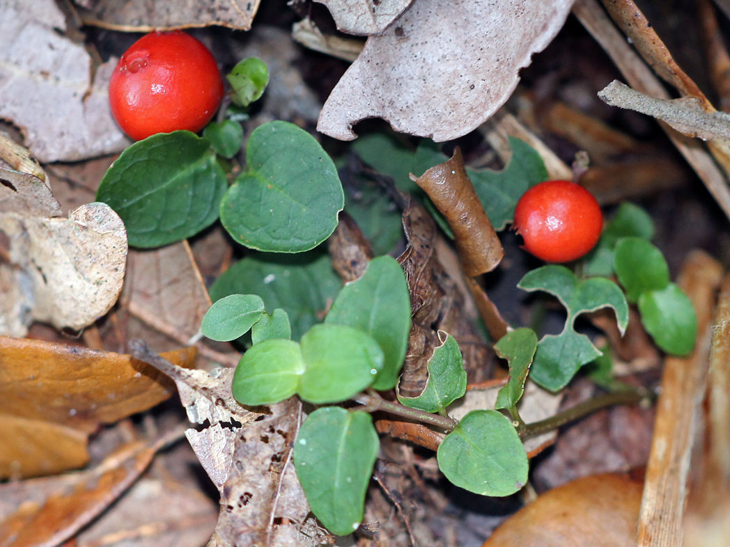 two bright red partridgeberry fruits
